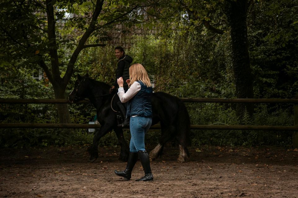 Reitunterricht Bodenarbeit Akademische Reitkunst in Neu Wulmstorf