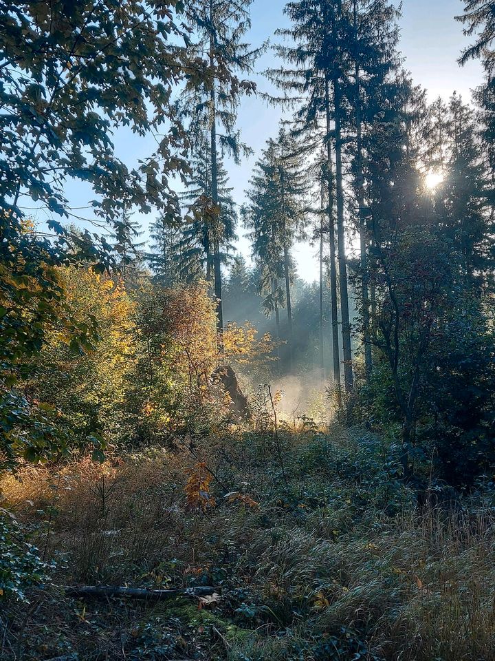 forstliche Dienstleistungen in Grünhainichen