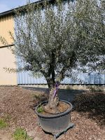 Olea Europaea Ramificado Olivenbaum Nordrhein-Westfalen - Oer-Erkenschwick Vorschau