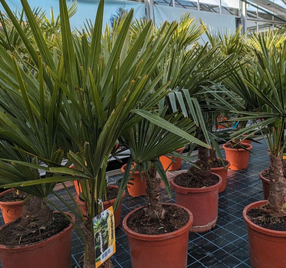 Trachycarpus fortunei compacta, winterharte Hanfpalme in Lingenfeld