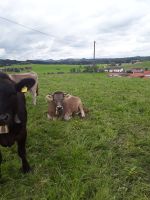 Original Braunvieh x Braunvieh Rind Bio behornt Bayern - Görisried Vorschau