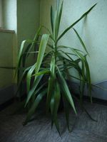 Schöne Yucca Palme / Yuccapalme Stuttgart - Stuttgart-Süd Vorschau