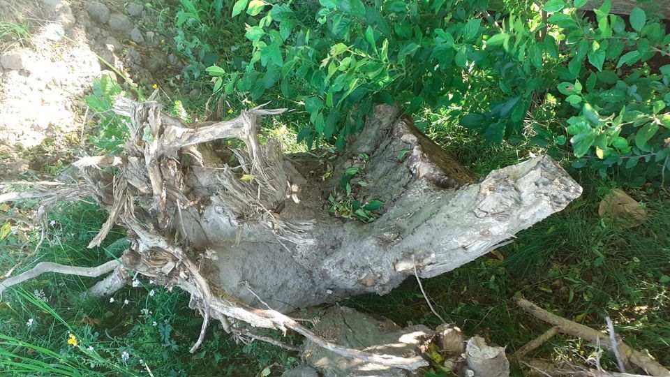 Gartendeko Holz Wurzeln Deko in Arnsdorf