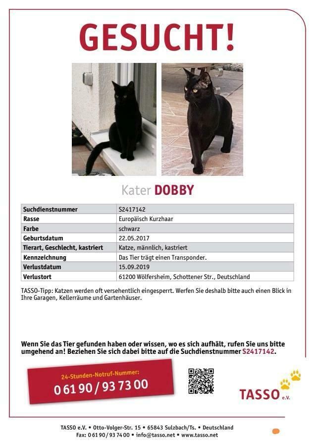 Dobby vermisst in Wölfersheim