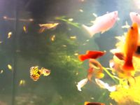 Guppy- und Molly-Fische Niedersachsen - Harsefeld Vorschau