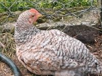 Bielefelder Kenhuhn Hähne Nordfriesland - Bargum Vorschau