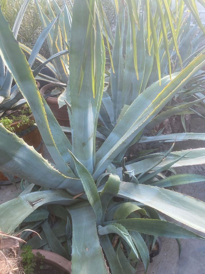 Agave, Kübelpflanze in Kornwestheim