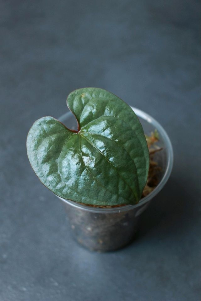 Anthurium SP Silver Peru in Leipzig