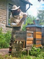 Bienenvolk Ableger DNM auf 5 Waben Deutsch Normalmaß Bienen Niedersachsen - Springe Vorschau