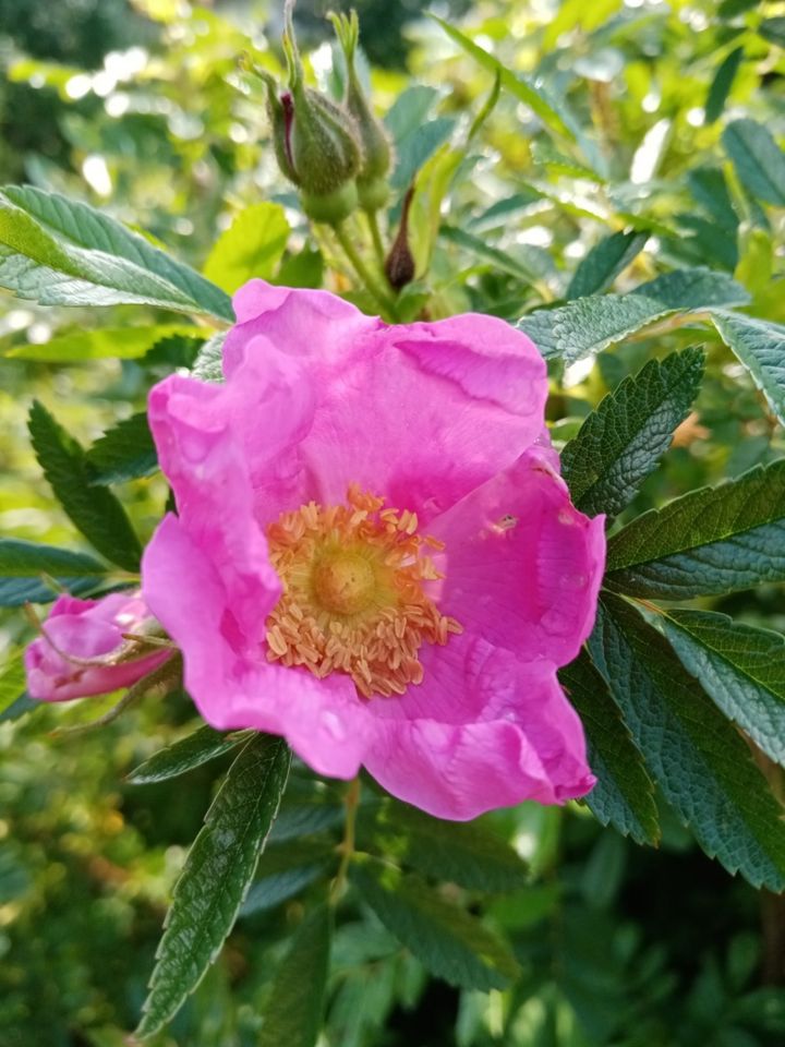 Rose für den naturnahen Garten ungefüllt Insektenmagnet in Winnweiler