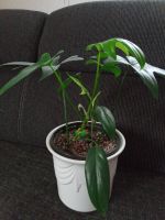 Philodendron Florida Ghost GREEN etablierte Pflanze Chemnitz - Siegmar Vorschau
