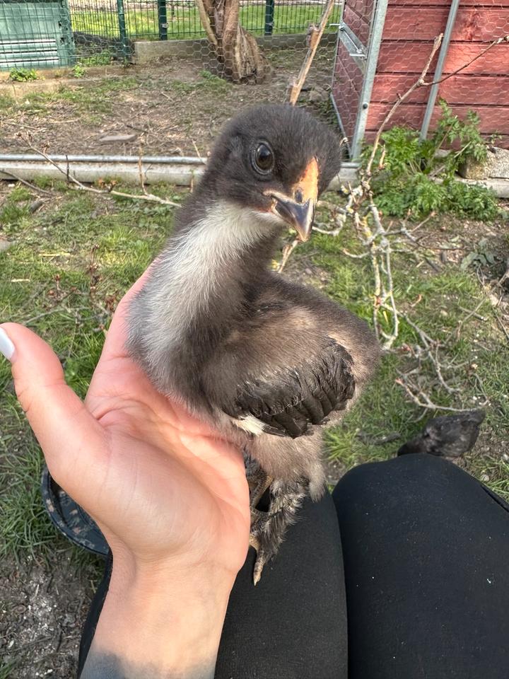 UPDATE Die Küken sind da, Blumi‘s und Eastereggs in Erfurt