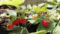 Erdbeerpflanzen, Erdbeeren, Ableger, Balkon,  Obst Hannover - Mitte Vorschau