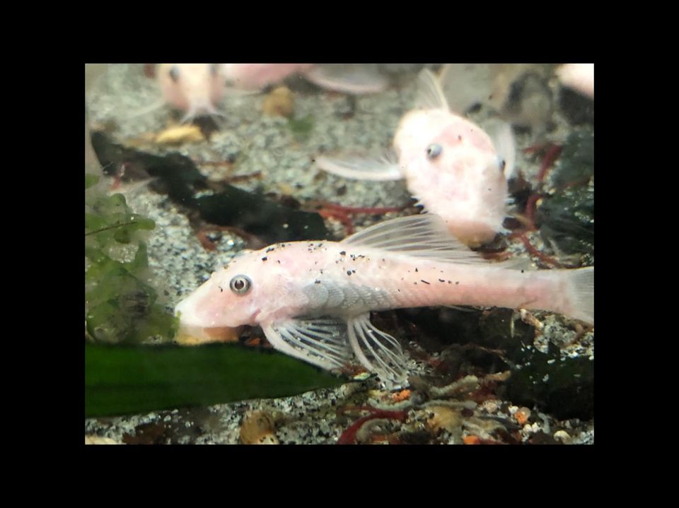 Endler Guppys in Ahlen