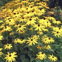 * ab 2,50 €/Topf Sonnenhut Rudbeckia fulgida „Goldsturm“, Staude Brandenburg - Birkenwerder Vorschau