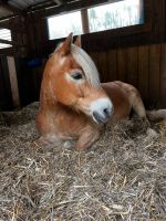 Suche Reitbeteiligung für Haflinger Wallach Nordrhein-Westfalen - Velbert Vorschau