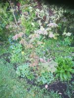 Junge Ahorn Pflanzen zum Selber ausbutteln Herzogtum Lauenburg - Büchen Vorschau