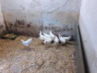 Leghorn Hühner Nordrhein-Westfalen - Schermbeck Vorschau