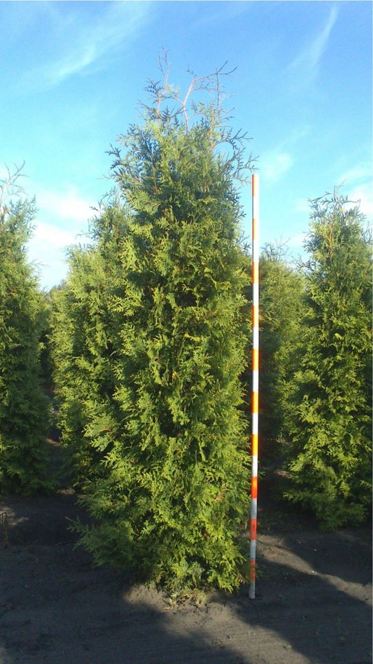 Thuja Brabant Heckenpflanzen 100/300 cm Versand NRW möglich. in Kranenburg