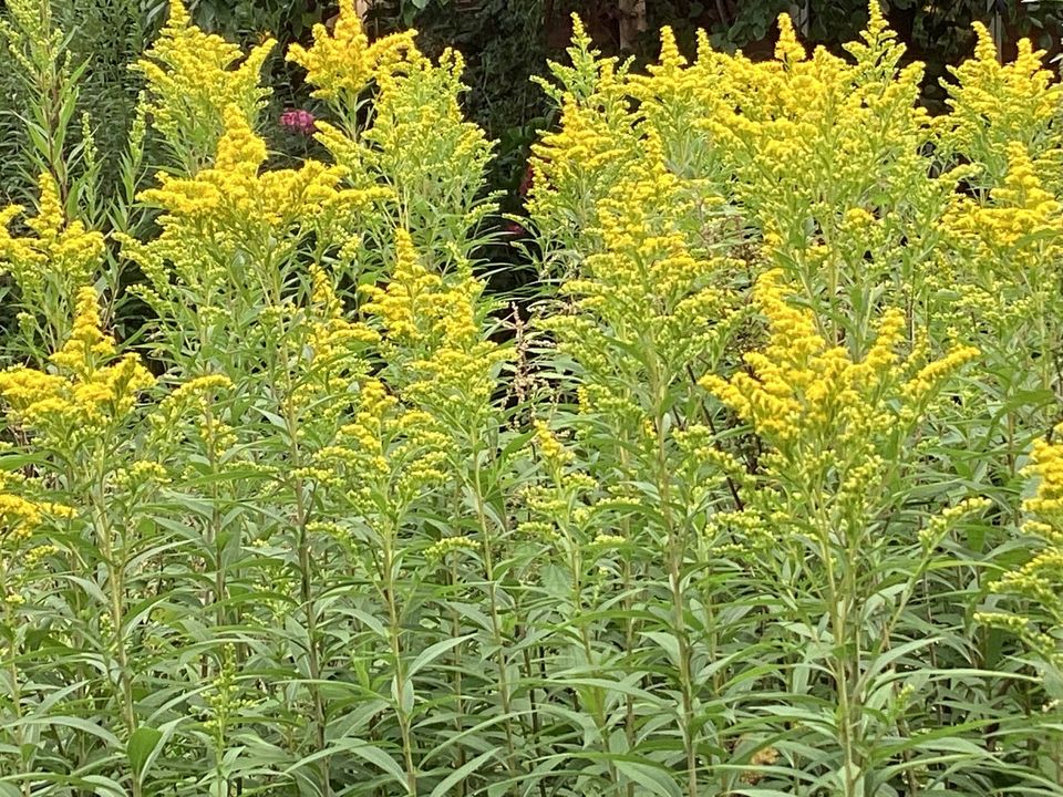 Blumenstauden in Cuxhaven