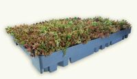 Dachbegrünung, Gründach, Ecosedum-Pack, extensive Dachbegrünung Nordrhein-Westfalen - Lengerich Vorschau