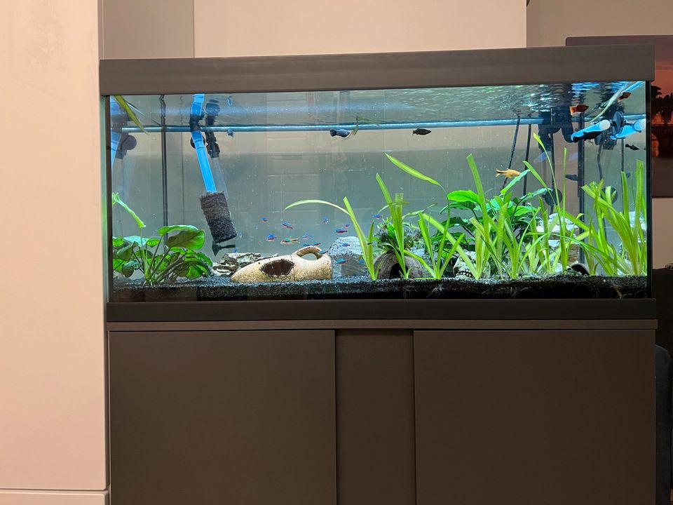 Eheim Aquarium 180L mit Unterschrank, Filter und Besatz in Monheim am Rhein