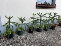 Araucaria / Affenbaum aus Südamerika div. Größen Bonn - Bonn-Zentrum Vorschau