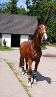 Stute Dressur 3 Jahre angeritten Pferd Nordrhein-Westfalen - Wesel Vorschau
