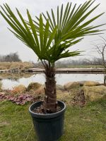 Winterharte Palme Trachycarpus Fortunei ca 160 cm Schleswig-Holstein - Warnau b Nettelsee Vorschau