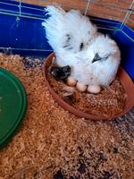 Zwerg Seidenhuhn Küken Bayern - Stulln Vorschau