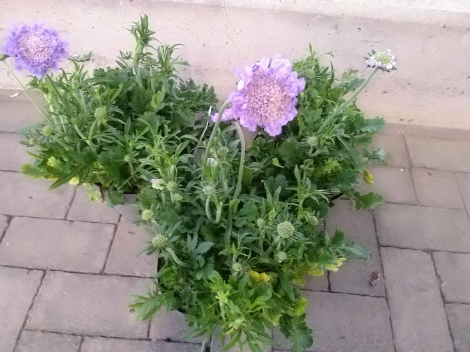 Skabiose / Scabiosa / Staude / Winterhart in Bocholt