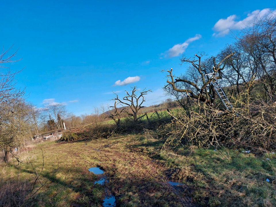 Baumfällung Baumpflege Hecken schneiden  Obstbaumpflege in Steinheim