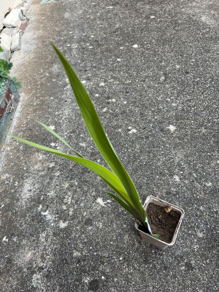 Schwertlilien Steckling, Pflanze. in Überlingen