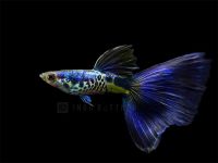 Guppy Galaxy Metallic Blue Tail Rarität / Hochzucht Bayern - Münchberg Vorschau