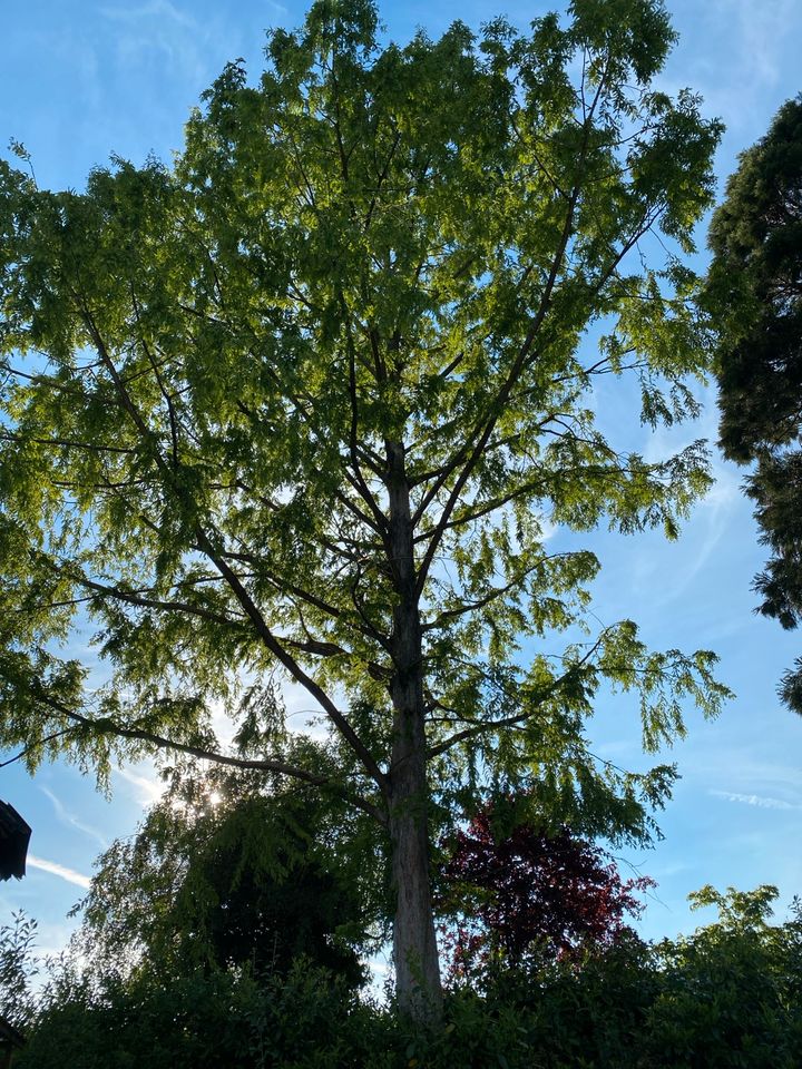 Urweltmammutbaum/Chinesisches Rotholz/Wassertanne gegen Fällung in Karlsruhe
