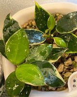 Hoya lacunosa Asami albomarginata variegata Steckling Hessen - Darmstadt Vorschau