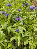 Verschiedene Gartenstauden -Pflanzen- Flockenblume /Kornblume Bayern - Grünenbach Allgäu Vorschau