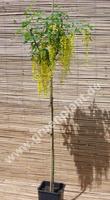 Goldregen Baum 150cm Baden-Württemberg - Weil im Schönbuch Vorschau