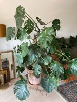 Monstera deliciosa Ableger mit 3 Blättern Berlin - Charlottenburg Vorschau