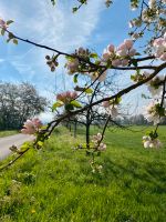 Garten Grundstück / Feld gesucht ‍ Rheinland-Pfalz - Niederwerth Vorschau