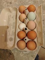 Eier, Bio Eier, Landeier für 2,50€ pro Packung Mecklenburg-Vorpommern - Groß Kordshagen Vorschau