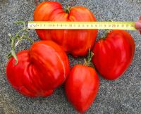 Cuore Antico di Acqui Terme riesen Fleischtomate bis1000g Bayern - Waigolshausen Vorschau