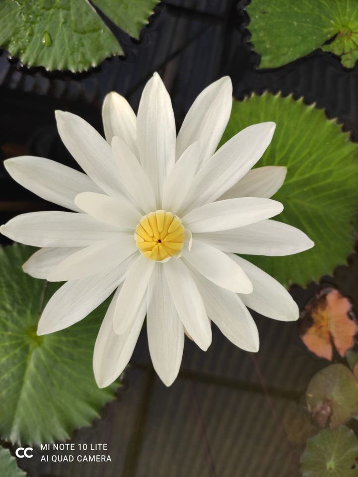 Lotus Knollen-Nymphaea Rubra in Wuppertal