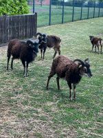 Soay Schafbock 1 Jahr Niedersachsen - Emsbüren Vorschau