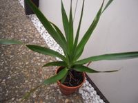 Kanarische Drachenbaum (Dracaena draco) Nordrhein-Westfalen - Kaarst Vorschau