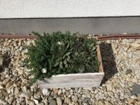 Alte Holzkiste mit Hauswurz bepflanzt Bayern - Kulmbach Vorschau