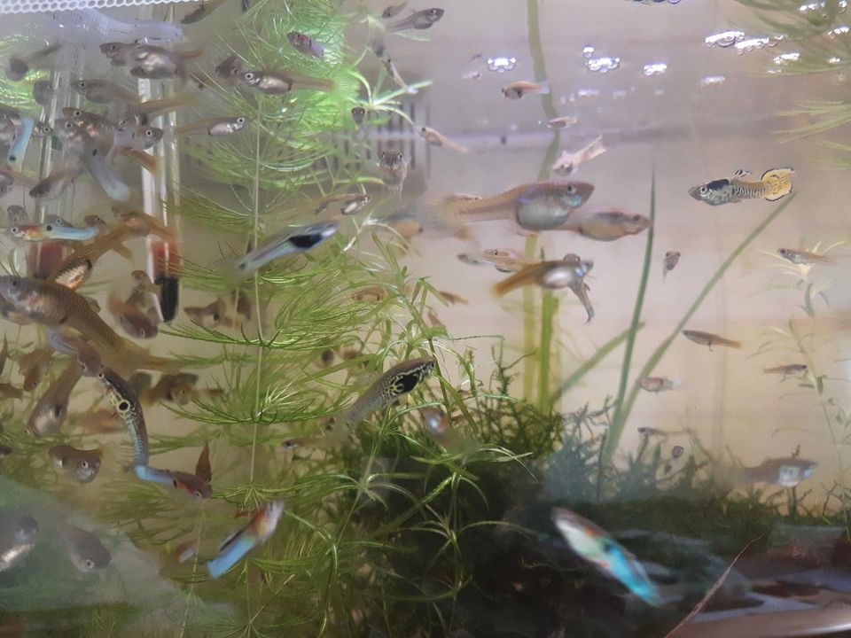 Endler Guppy in Oberdorla