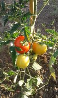 Wir suchen Saisonkräfte für den Anbau von Obst und Gemüse Sachsen-Anhalt - Petersberg (Saalekreis) Vorschau