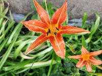 Taglilien Hemerocallis Fulva media Schleswig-Holstein - Preetz Vorschau