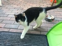 Katze schwarz/weiß immer noch vermisst Bayern - Forstinning Vorschau